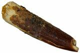 Fossil Sauropod Dinosaur (Titanosaur) Tooth - Morocco #298500-1